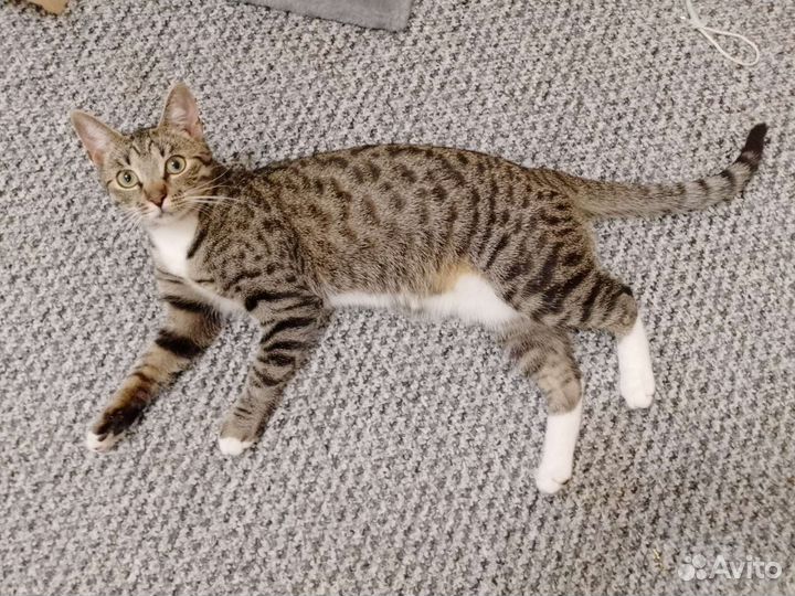 Игривая кошка в хорошие руки.Бесплатно