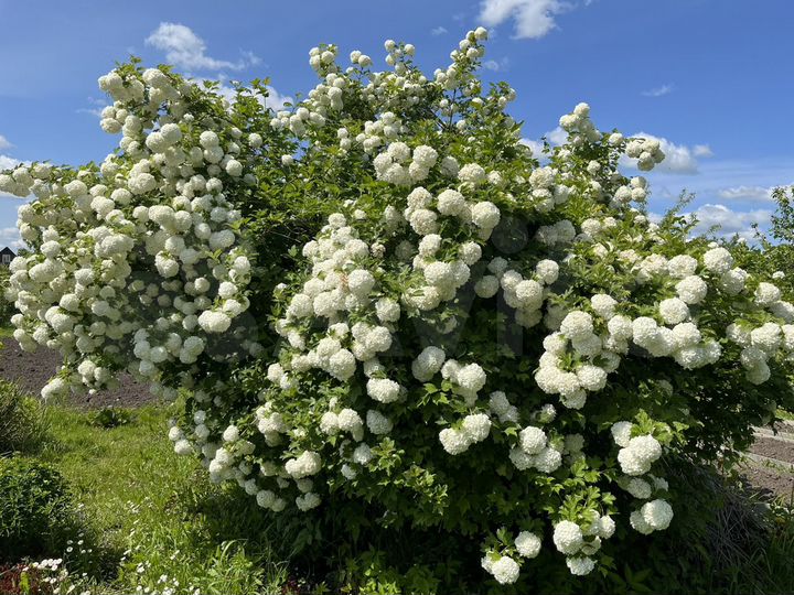 Участок 6 сот. (СНТ, ДНП)