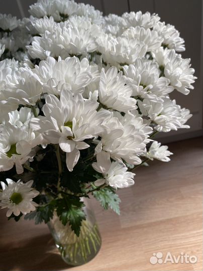 Хризантемы цветы кустовые ромашковые белые