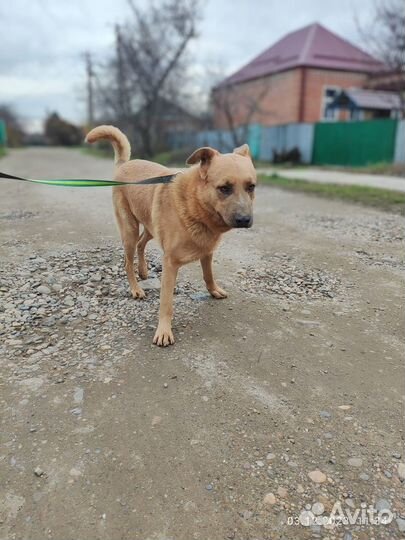 Молодой кобель в добрые руки