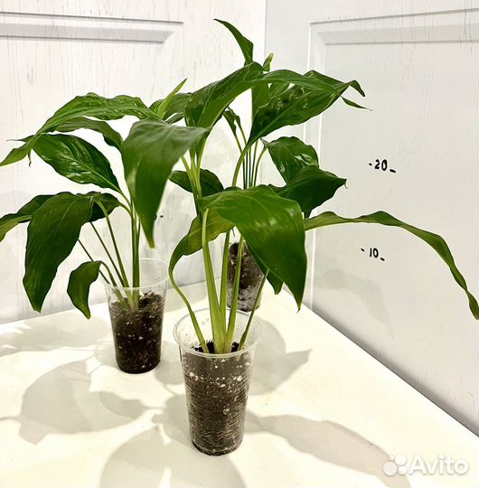 Спатифиллум