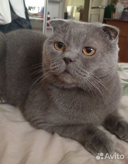 Британские котята