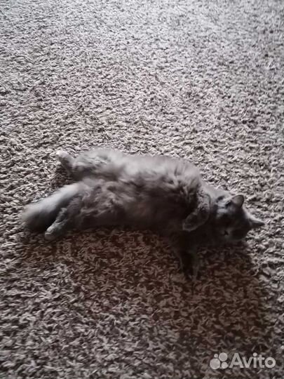 Кошка британка