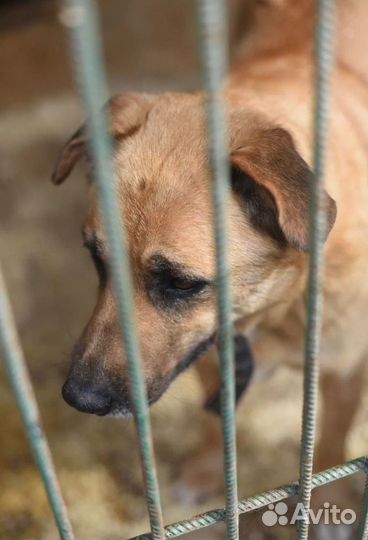 Спасите собаку из приюта