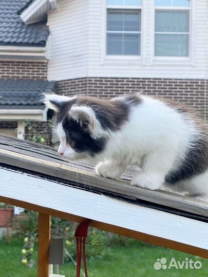 Котенок в добрые руки. Привезем