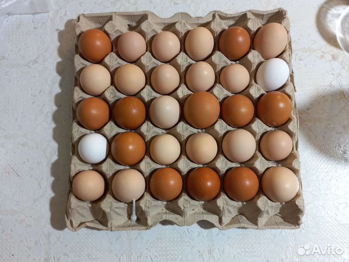 Домашние куриные яйца