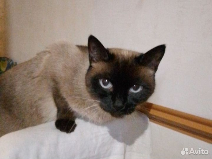 Ищу кота сиамского для вязки