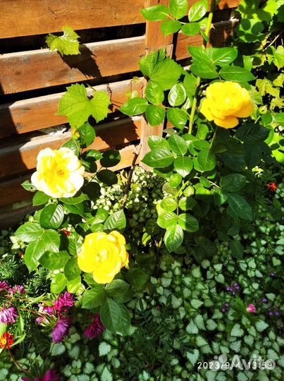 Облепиха Саженцы и Ягода