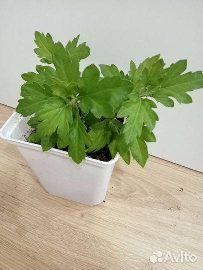 Хризантема белая