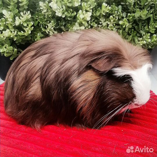Коронет, длинношерстная морская свинка