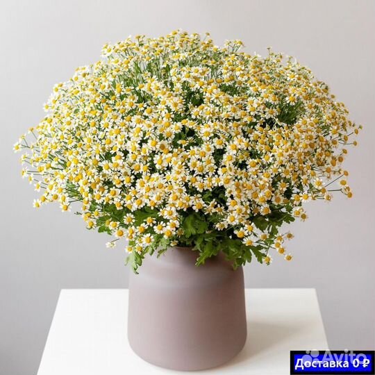 Заказать букеты ромашек