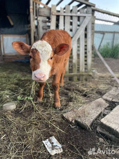 Теленок бычок 3 месяца
