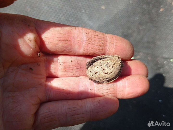 Саженцы миндаля сладкого