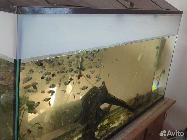 Аквариумное хозяйство