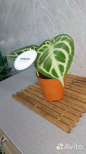 Антуриум сильвер блаш