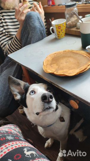 Передержка животных