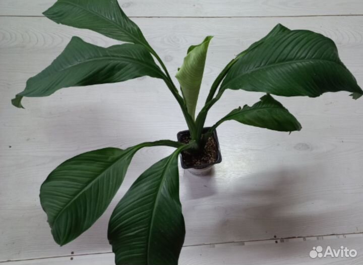 Спатифиллум сенсация