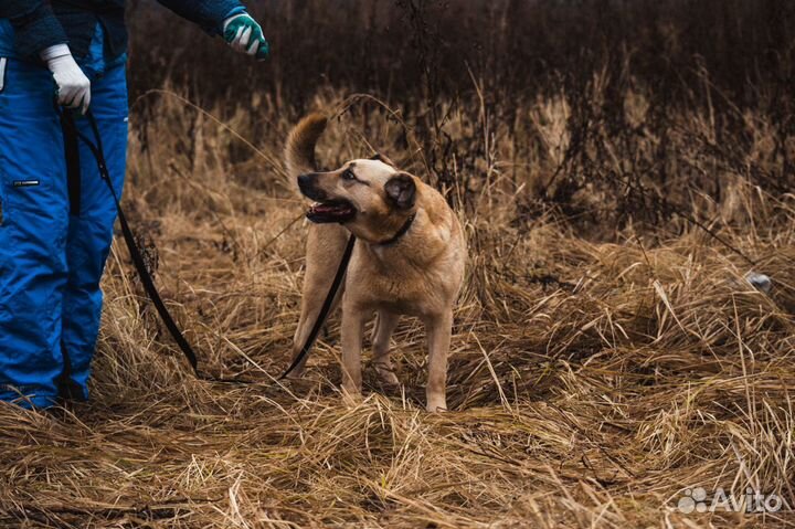 Джой из приюта в поисках дома