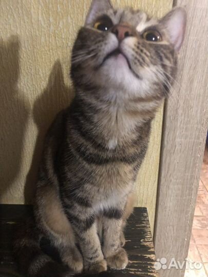 Кошечка Бусинка стерилизована