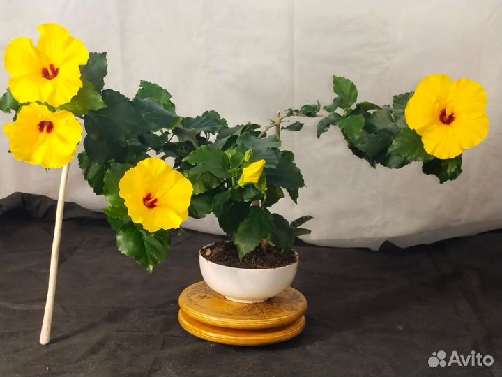 Черенки гибискуса