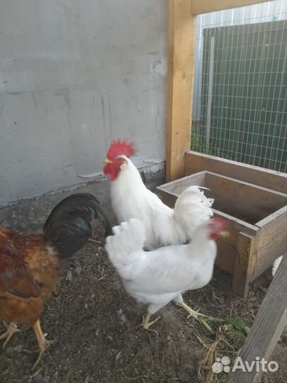 Молодые петухи