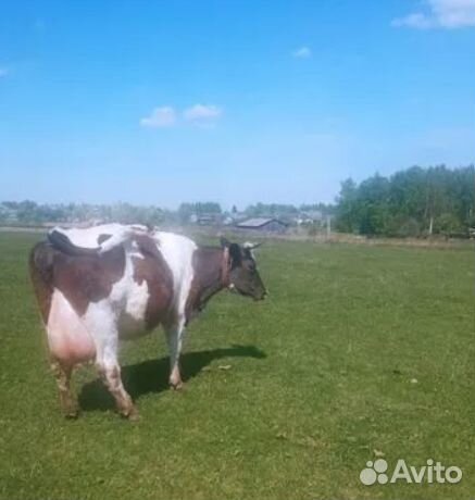 Коровы дойные молочные, телки и телята