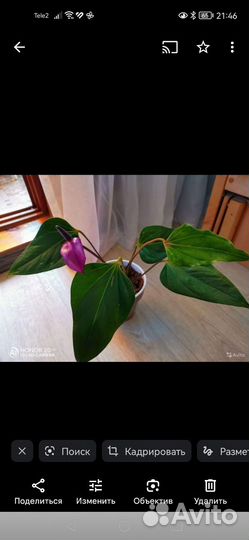 Антуриум Фиорино