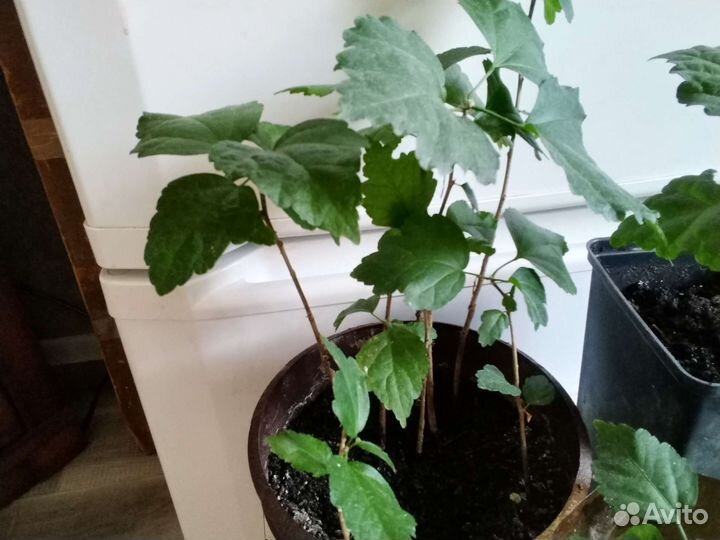 Сортовые гибискусы древовидные Сирийские, Болотные