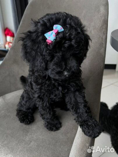 Карликовый пудель