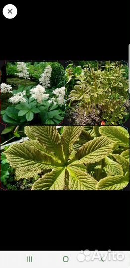 Клопогон и Роджерсия