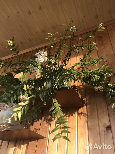 Хойя Hoya Bella (Прекрасная)