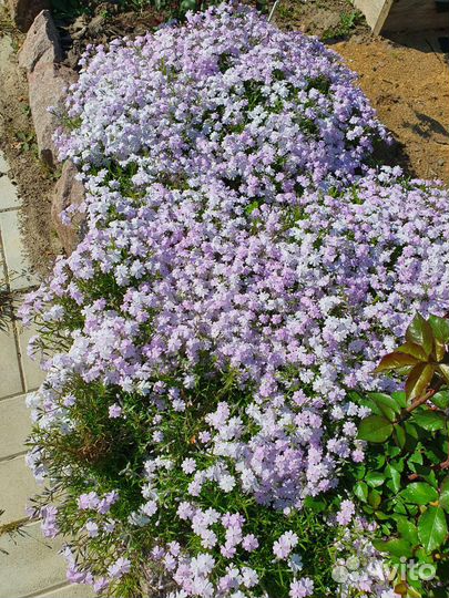 Почвопокровники