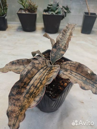 Сансевиерия сортовая