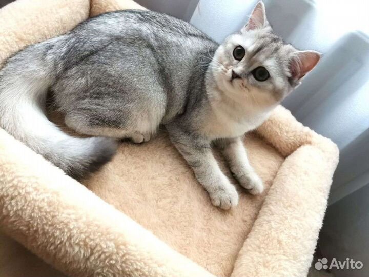 Котенок шотландской шиншиллы