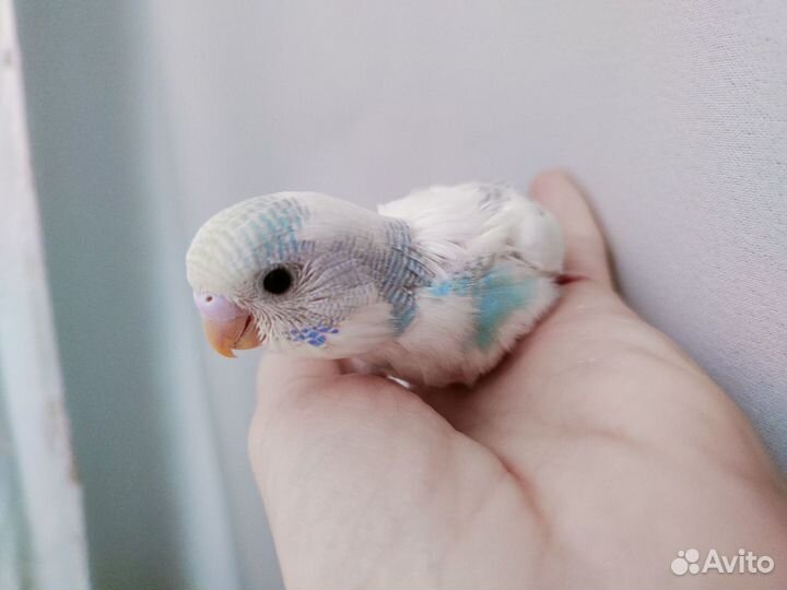 Птенцы волнистого попугая (в радужную программу)