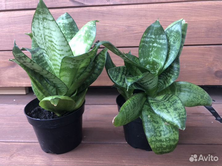 Сансевиерия