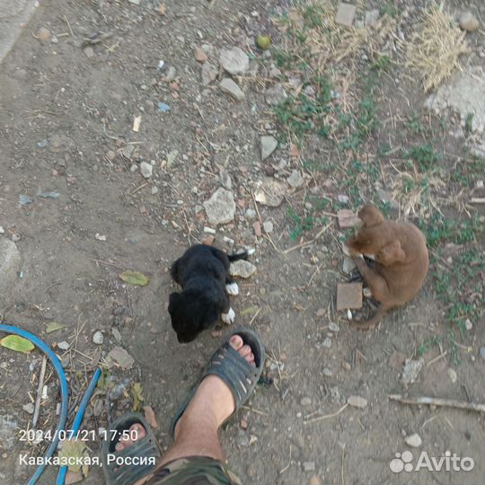 Собака в добрые руки отдам бесплатно