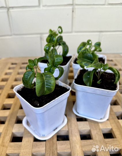 Малыши Фикуса Барок