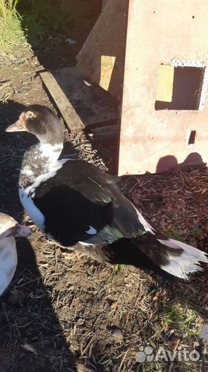 Мускусные утки тяжелые линии