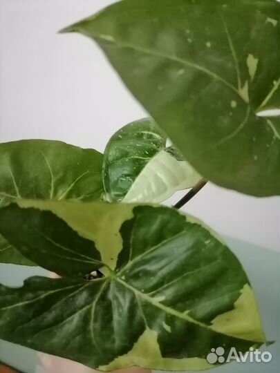 Сингониум Панда