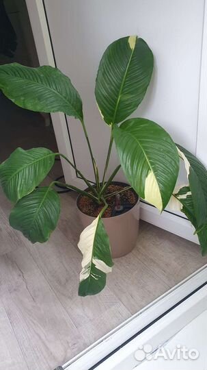 Спатифиллум пикассо