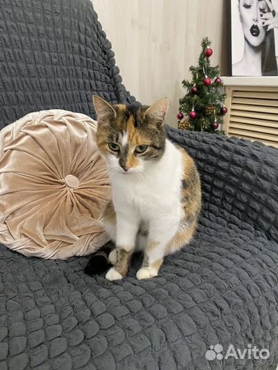 Кошка в дар
