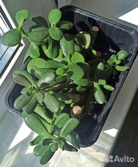 Крассула хоббит, обовата