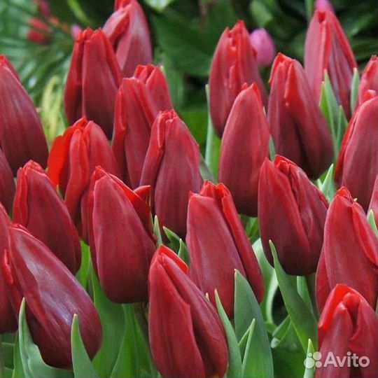 Цветы тюльпаны