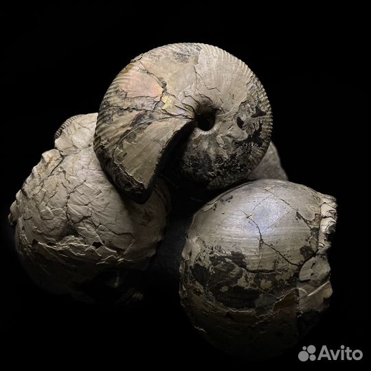 Аммониты Cadoceras и Macrocephalitidae