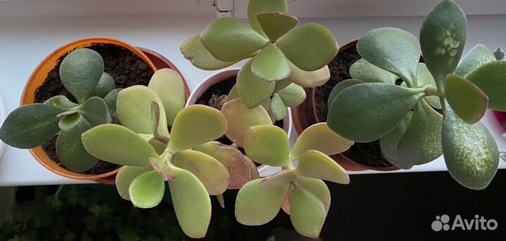 Комнатные растения