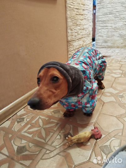 Зимний комбинезон для собаки(мальчика)