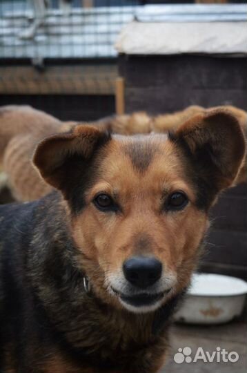 Линда в добрые руки