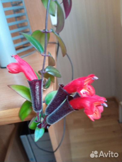 Эсхинантус