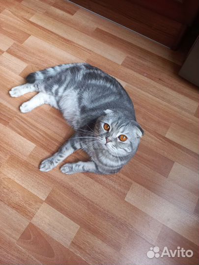 Кот для вязки